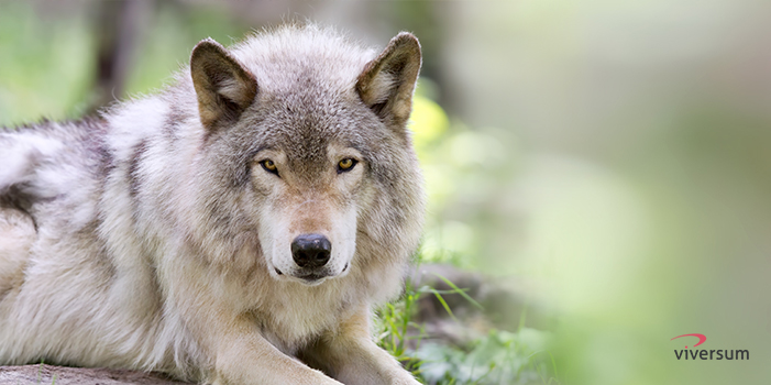 Krafttier Wolf