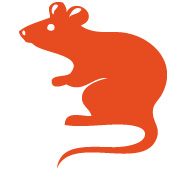 Tierkreiszeichen Ratte